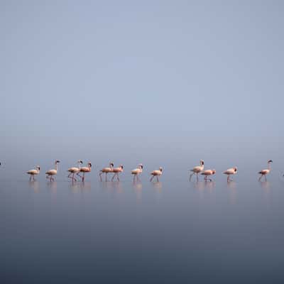 Flamingos around Lake Natron, Tanzania