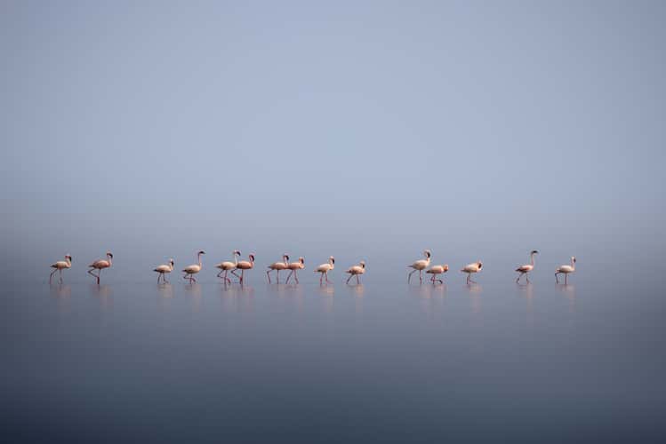 Flamingos around Lake Natron