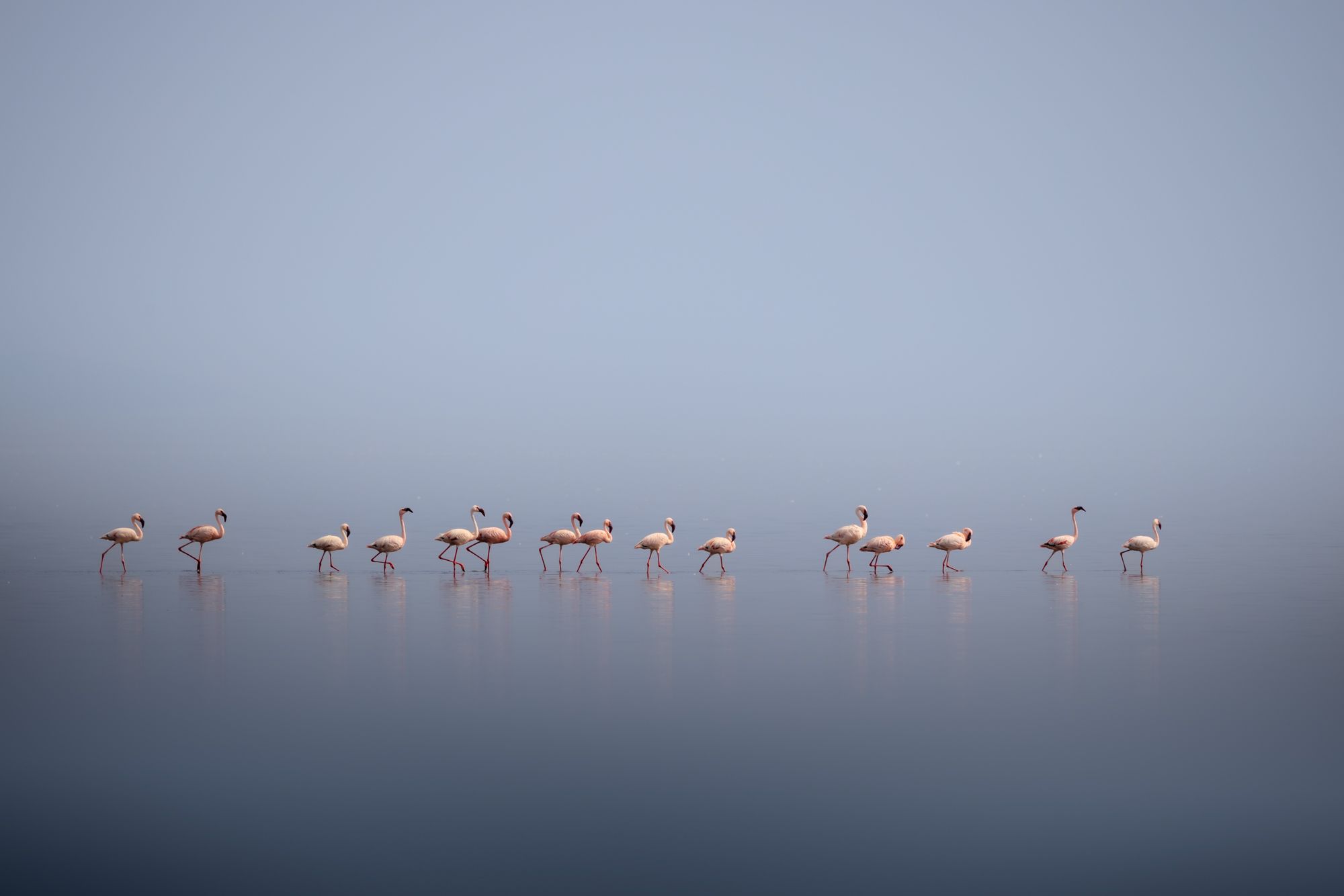 Flamingos around Lake Natron, Tanzania