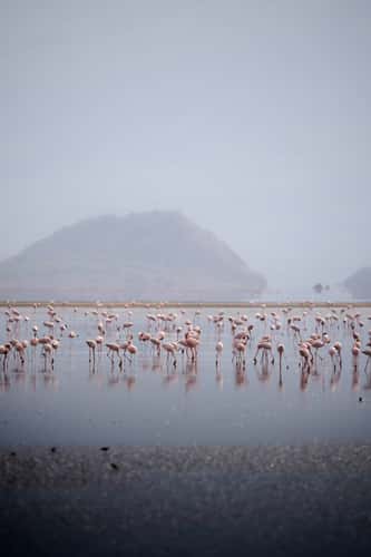 Flamingos around Lake Natron
