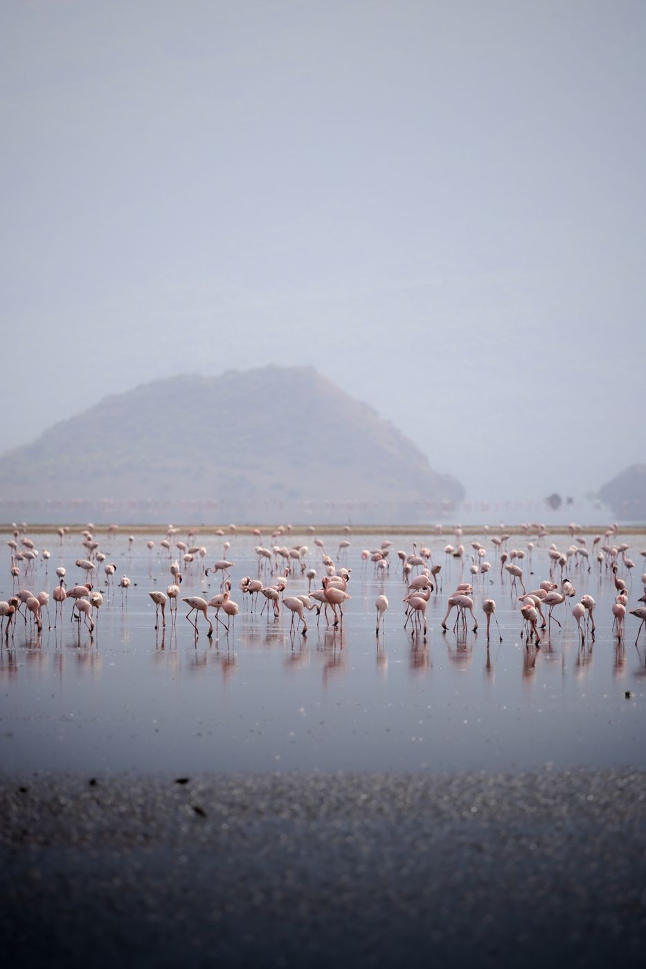 Flamingos around Lake Natron, Tanzania