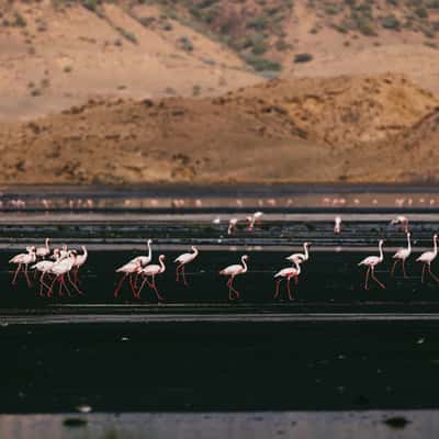Flamingos at the west side of Lake Natron, Tanzania