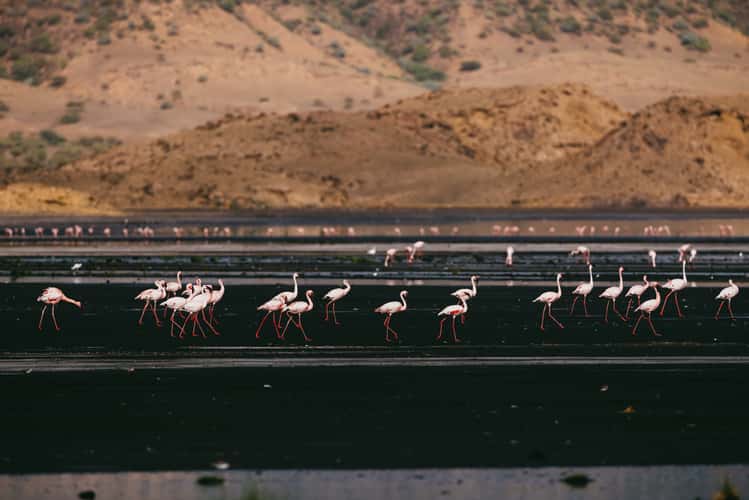Flamingos at the west side of Lake Natron