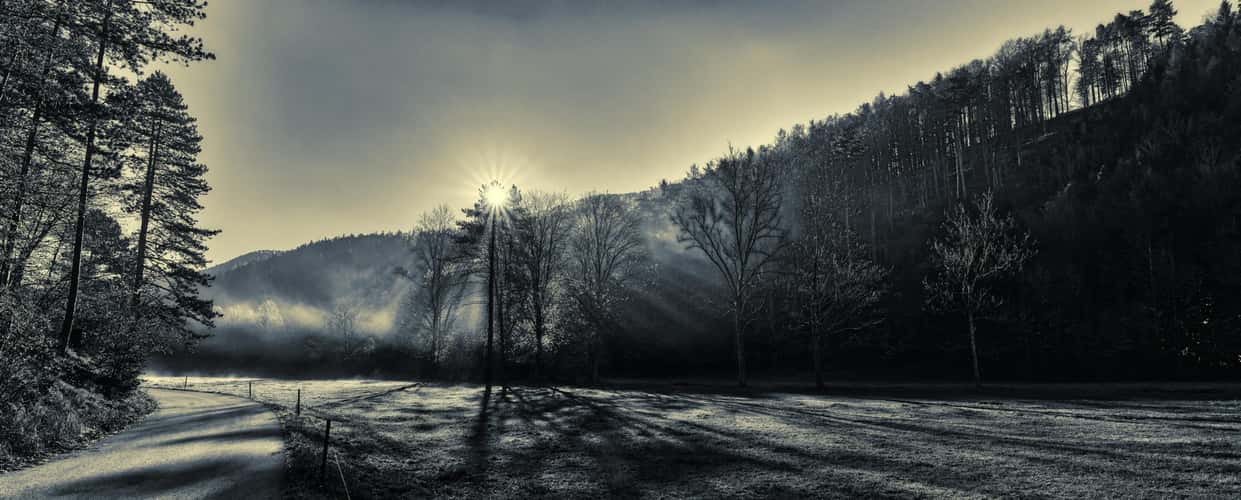 Fog and cows