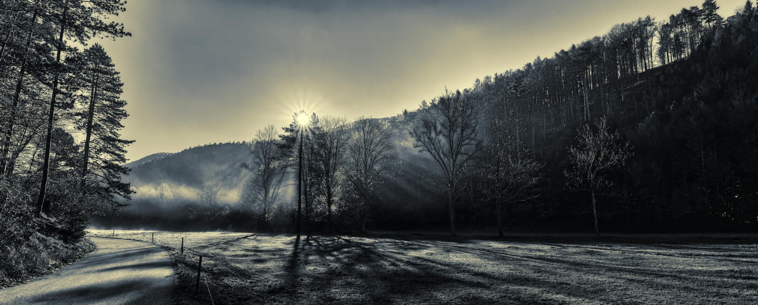 Fog and cows, Austria