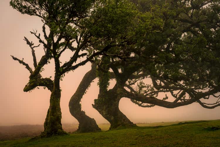 Fog Forest Fanal, Madeira