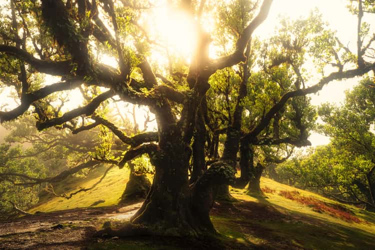 Fog Forest Fanal, Madeira