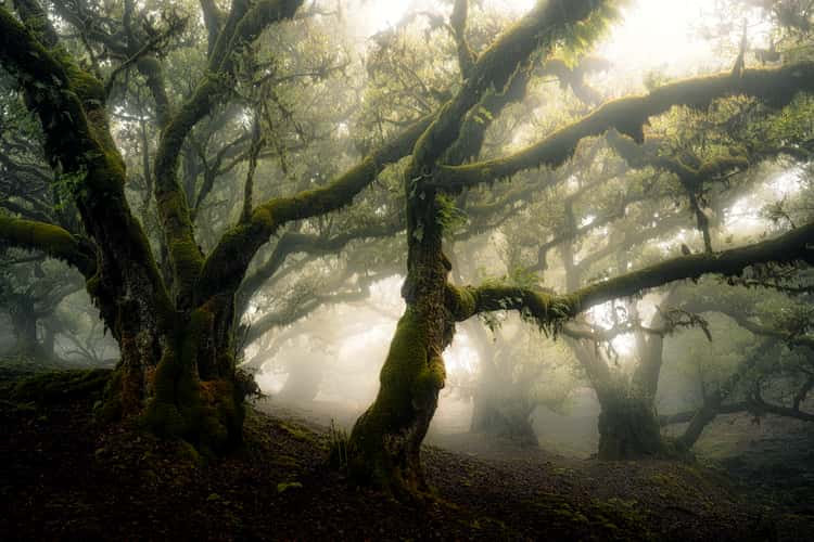 Fog Forest Fanal, Madeira