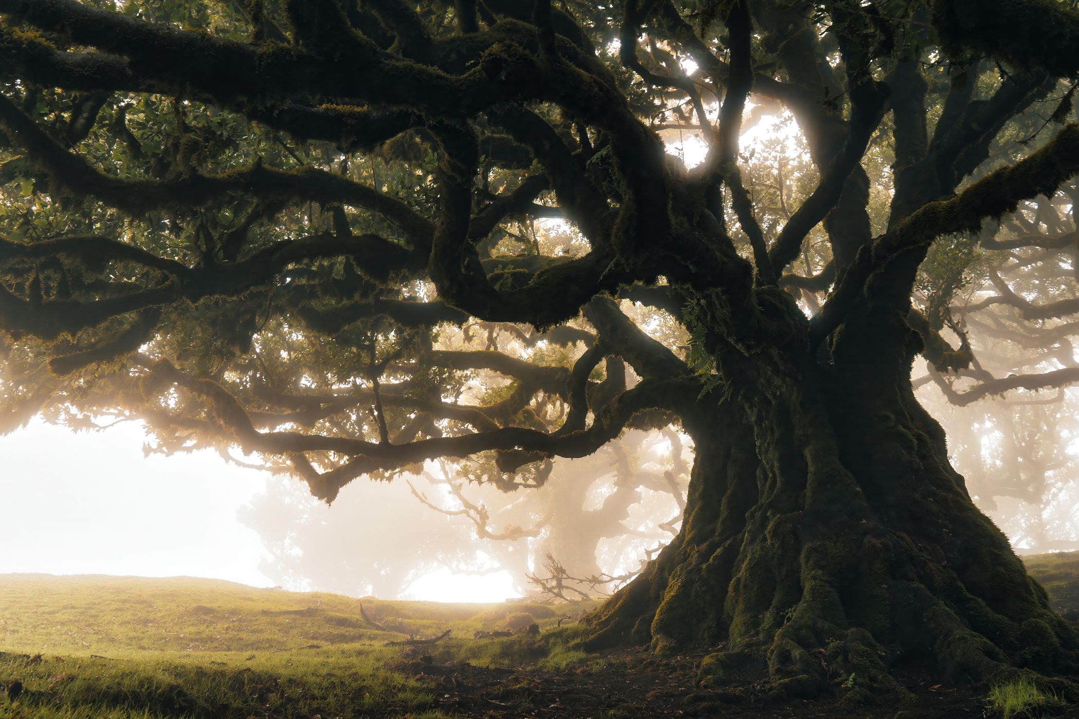 Fog Forest Fanal, Madeira, Portugal