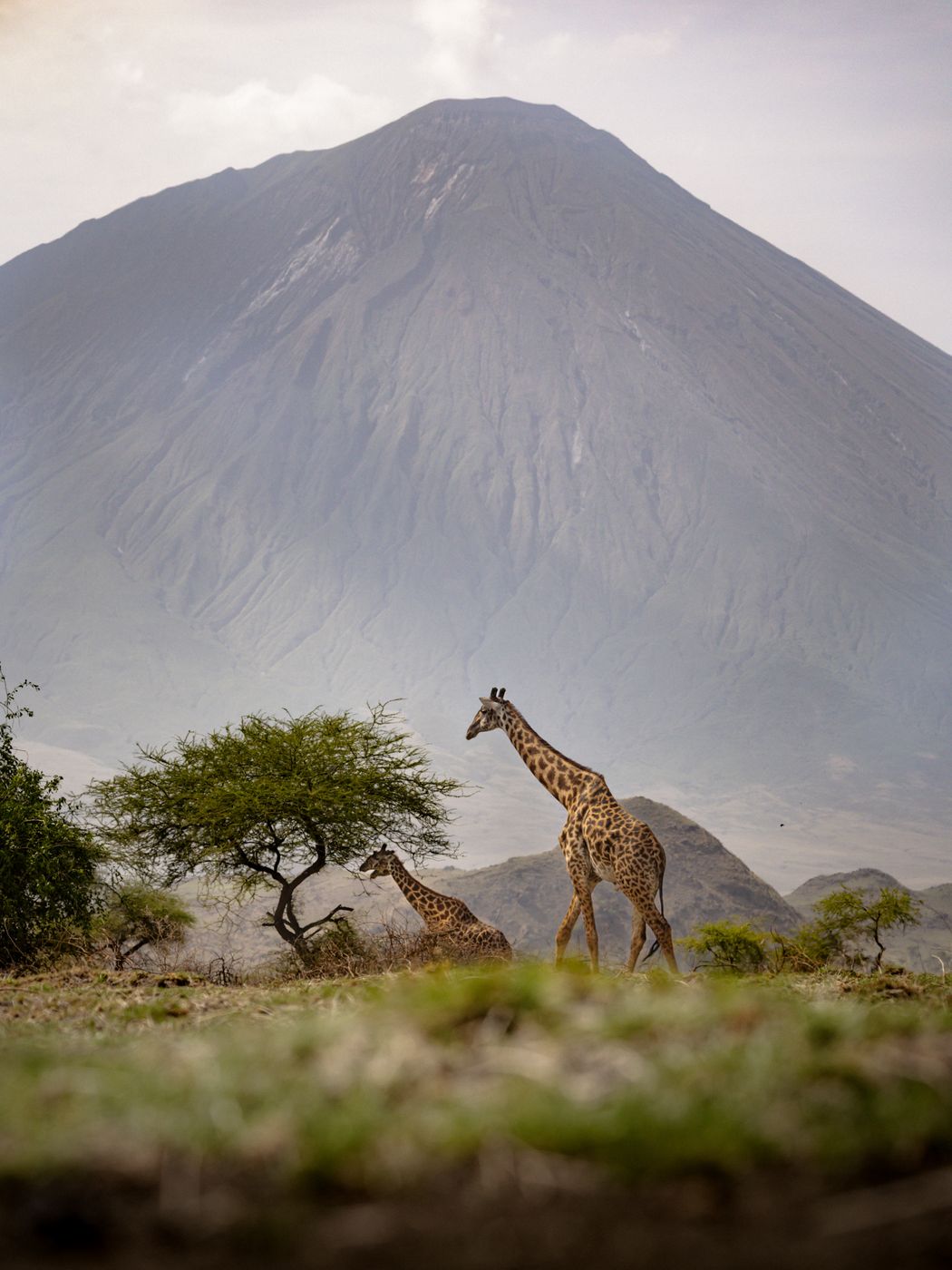 Giraffe in front of Ol Doinyo Lengai, Tanzania