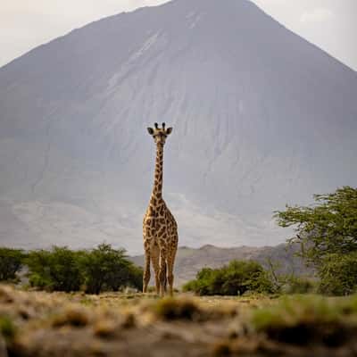 Giraffe in front of Ol Doinyo Lengai, Tanzania