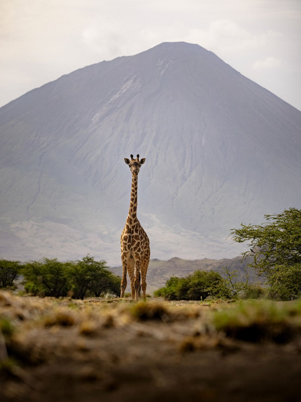 Giraffe in front of Ol Doinyo Lengai, Tanzania