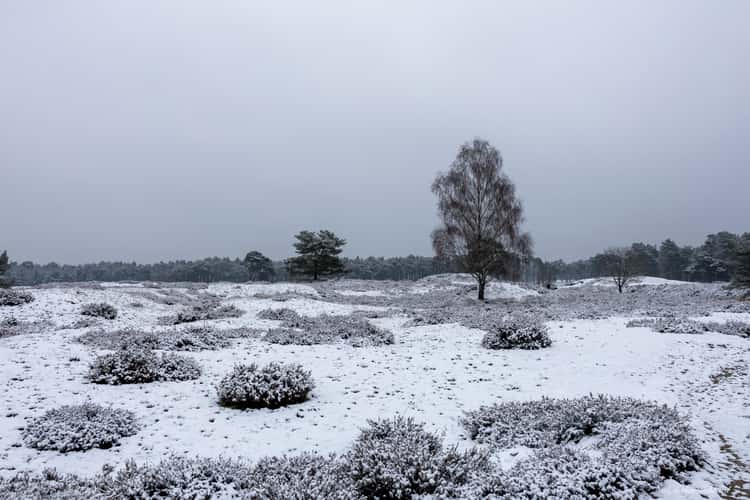 Groot Heidestein