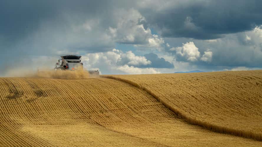 harvest at Rockford