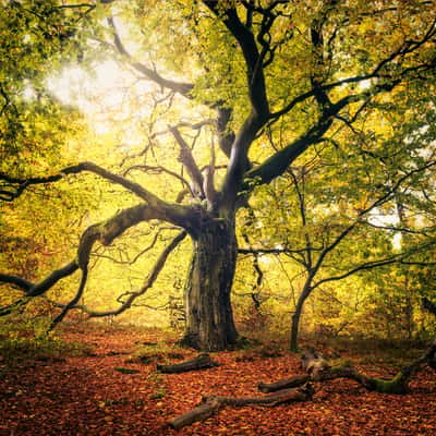 Hutewald Halloh (Halloh Herding Woods), Germany