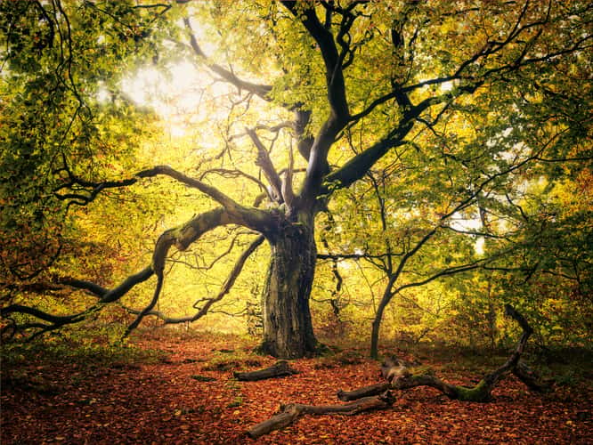 Hutewald Halloh (Halloh Herding Woods)