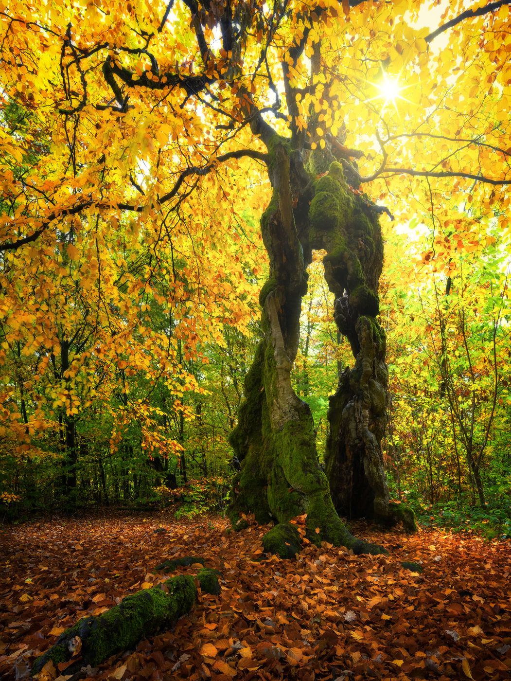 Hutewald Halloh (Halloh Herding Woods), Germany