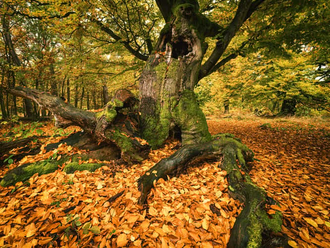 Hutewald Halloh (Halloh Herding Woods)
