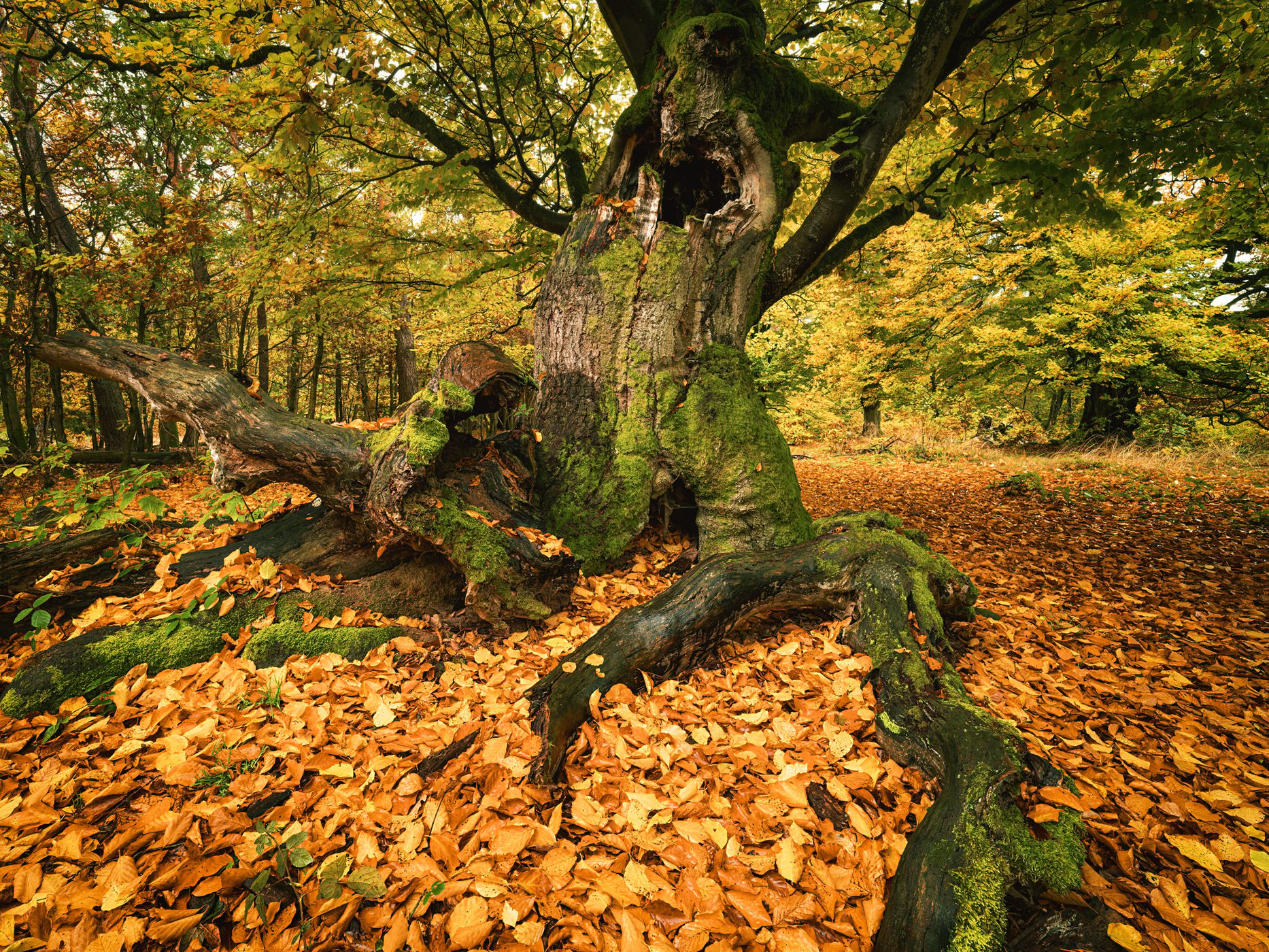 Hutewald Halloh (Halloh Herding Woods), Germany