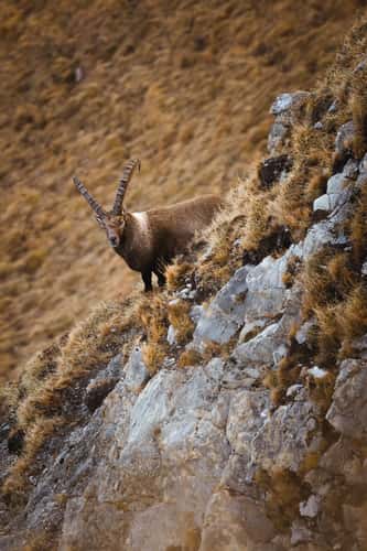 Ibex near Lärchspitze, Lechtal