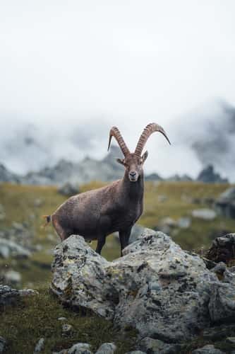 Ibex on Col de Louvie