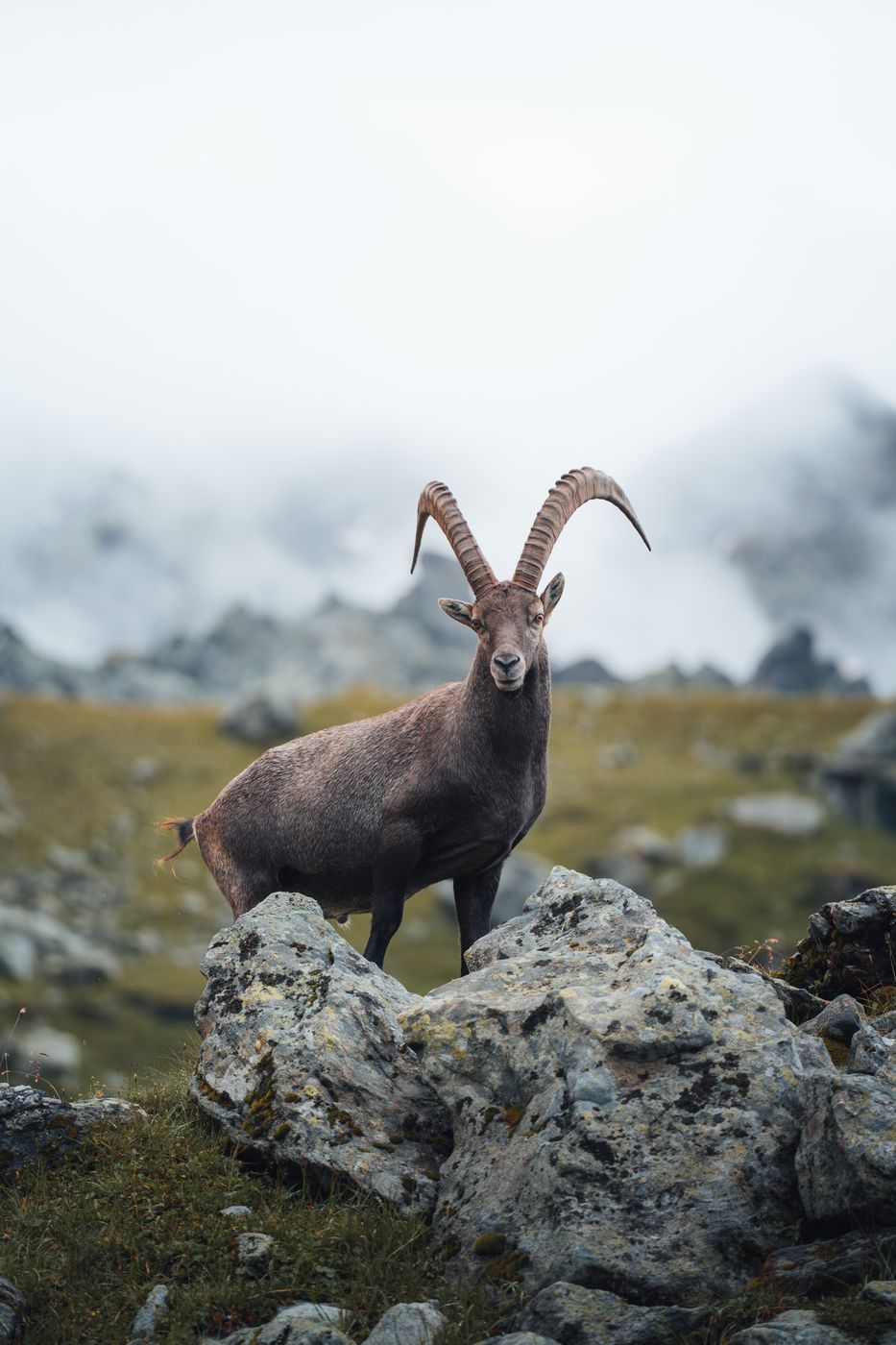Ibex on Col de Louvie, Switzerland