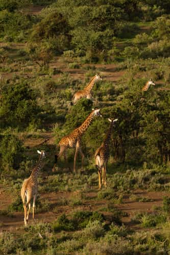 Kilimanjaro Balloon Safaris, Amboseli Nationalpark