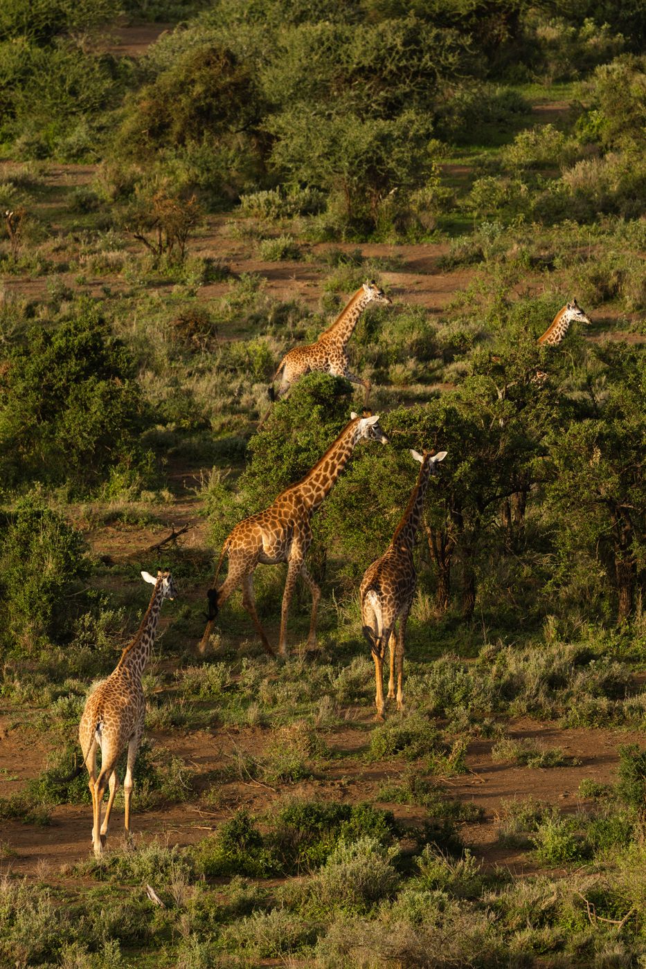 Kilimanjaro Balloon Safaris, Amboseli Nationalpark, Kenya