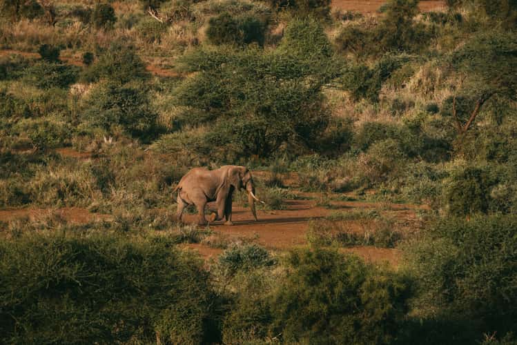 Kilimanjaro Balloon Safaris, Amboseli Nationalpark