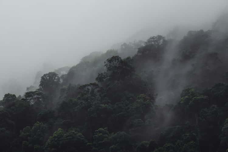Langkawi Rainforest