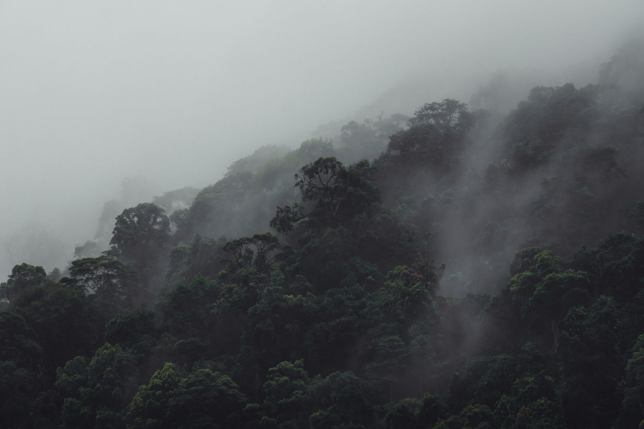 Langkawi Rainforest, Malaysia