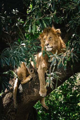 Lerai Forest NCA, Ngorongoro Crater National Park