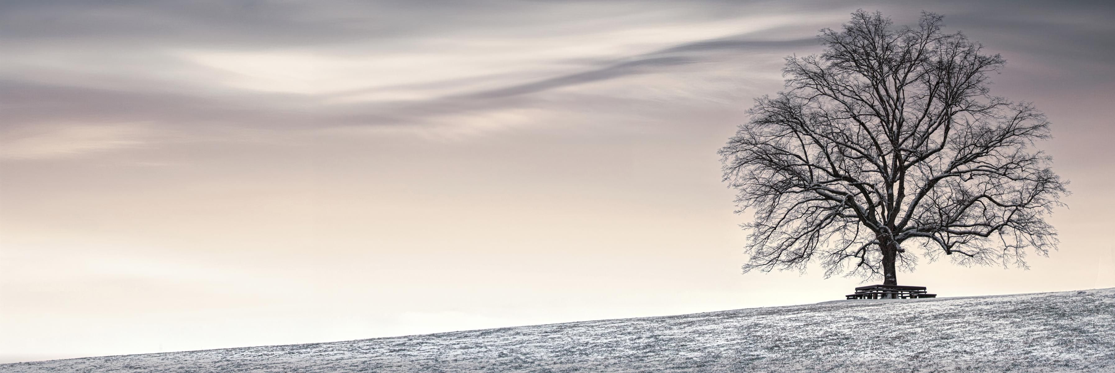 Lonely Tree, Austria