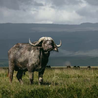 Mandusi Swamp, Ngorongoro Crater National Park, Tanzania