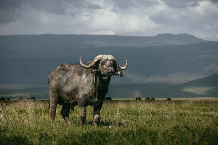 Mandusi Swamp, Ngorongoro Crater National Park