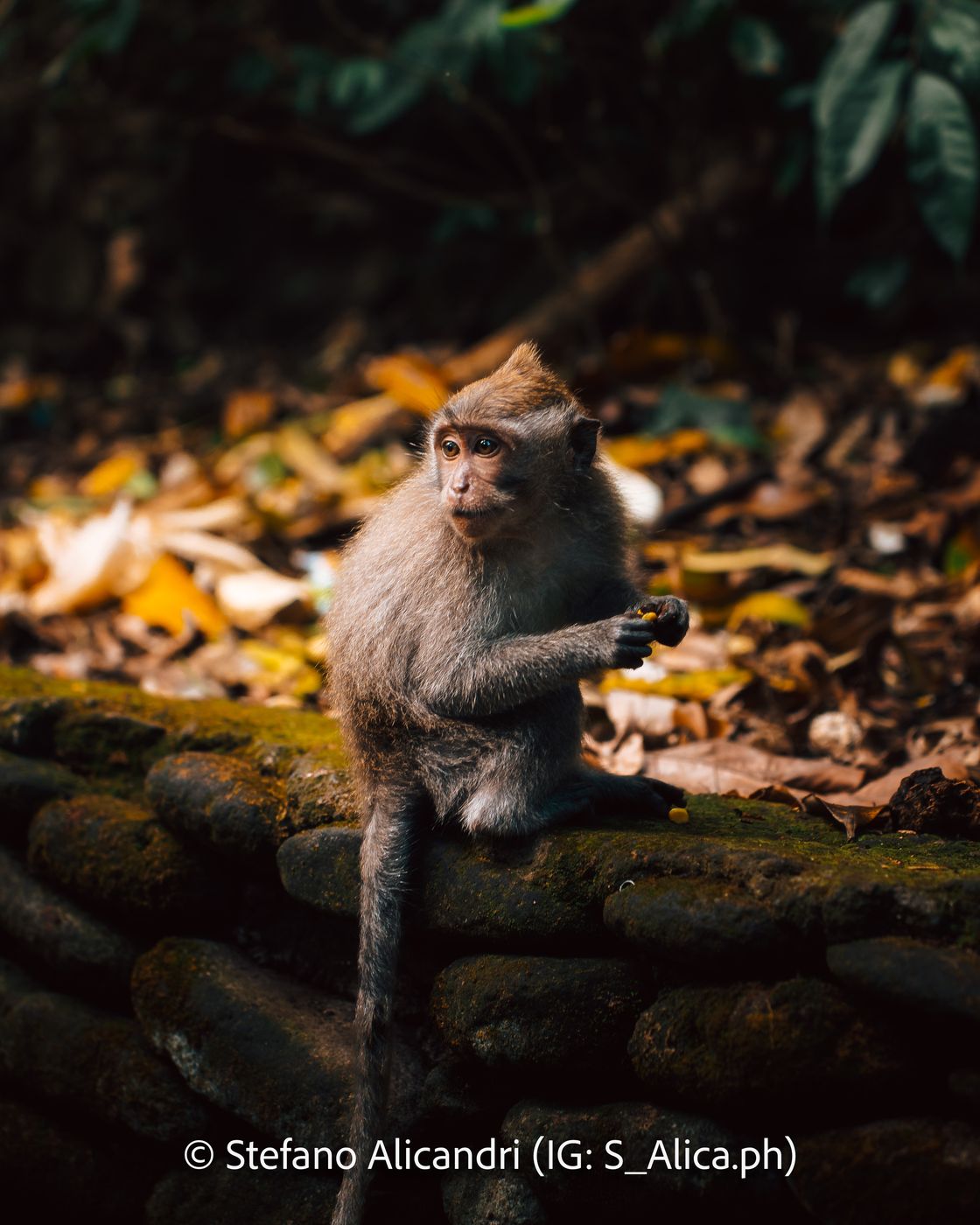 Monkey Forest in Ubud, Indonesia