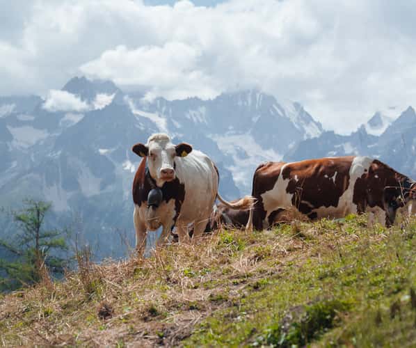 Mountains & Cows