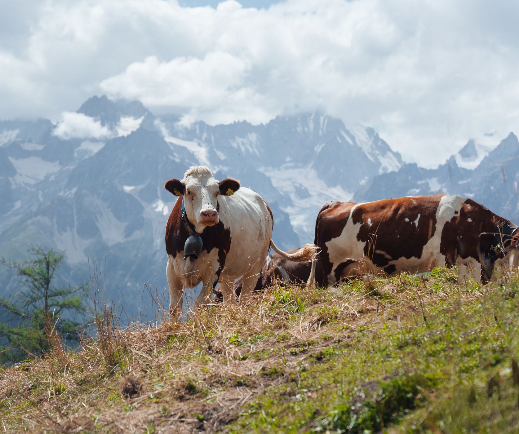 Mountains & Cows, Switzerland