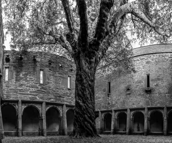 Muckross Abbey secular tree