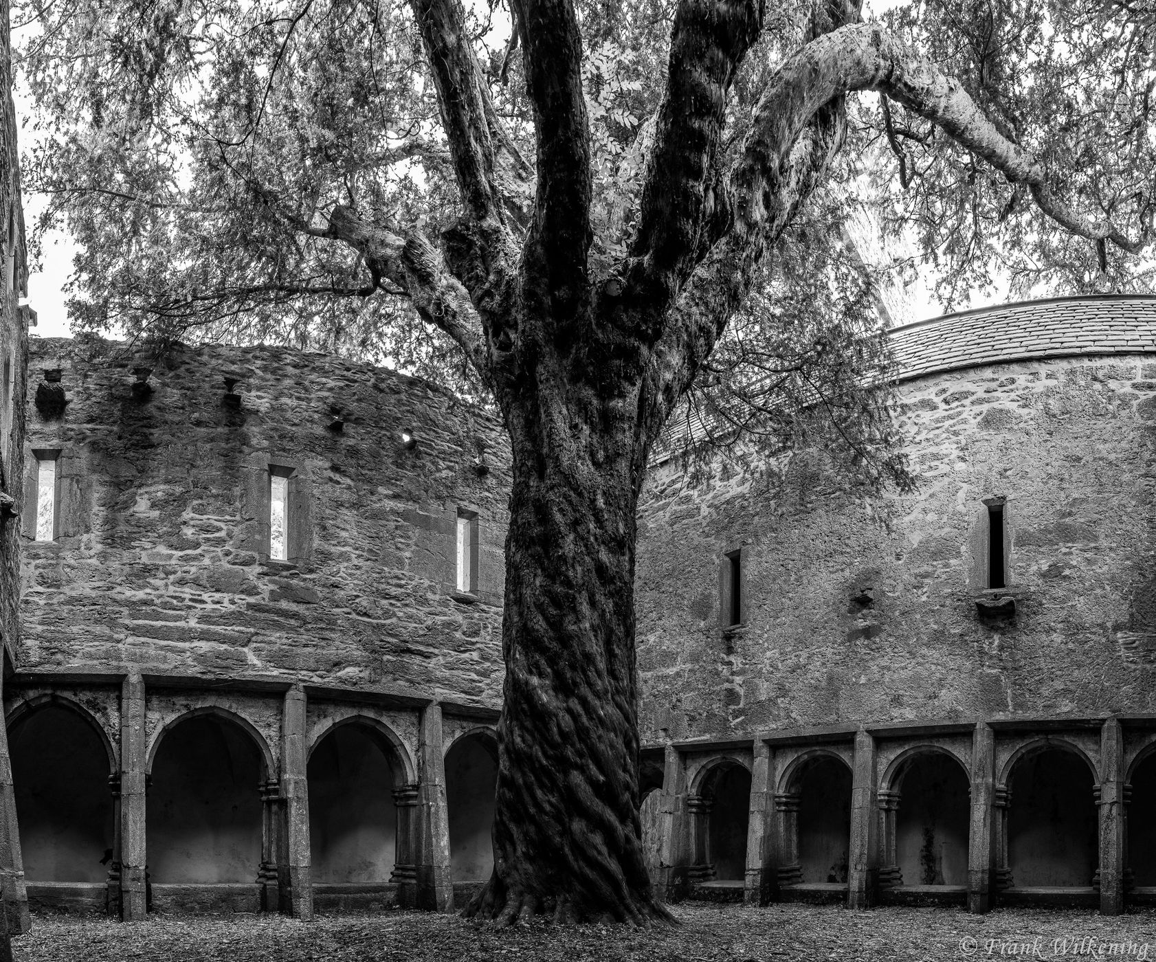 Muckross Abbey secular tree, Ireland