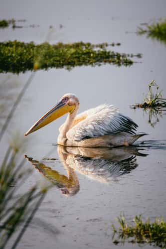 Noomotio lake, Amboseli National Park