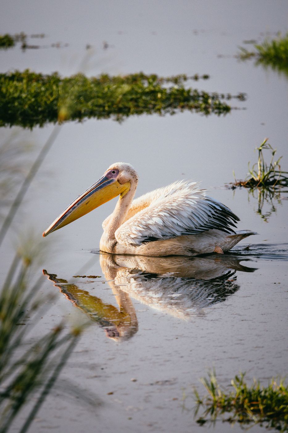 Noomotio lake, Amboseli National Park, Kenya