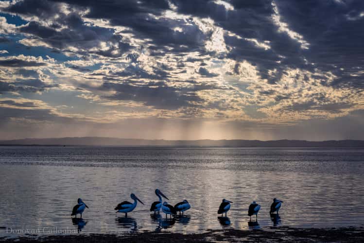 Pelican's, Sunrise Rhyll, Phillip Island, Victoria