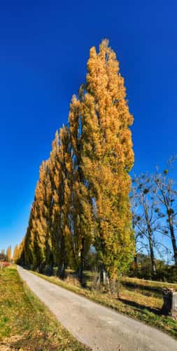 Poplar tree avenue