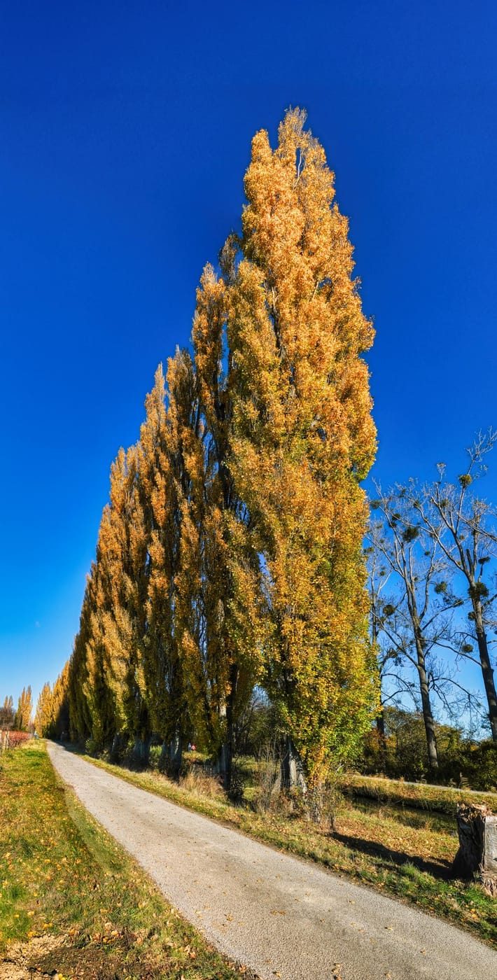 Poplar tree avenue, Austria
