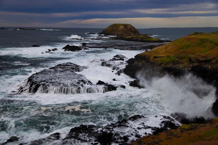 The Nobbies on Phillip Island, Victoria.
