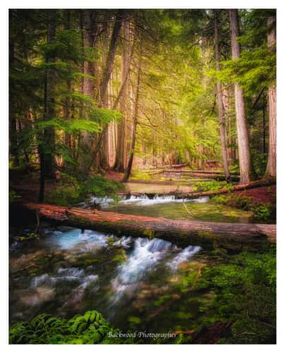 Ross Creek Cedars