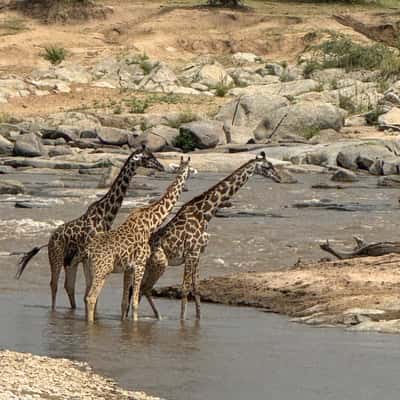 Safari, Tanzania