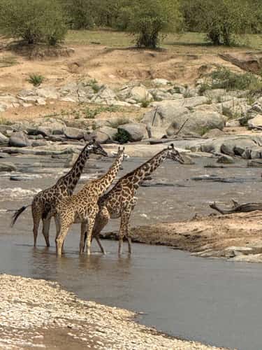 Safari