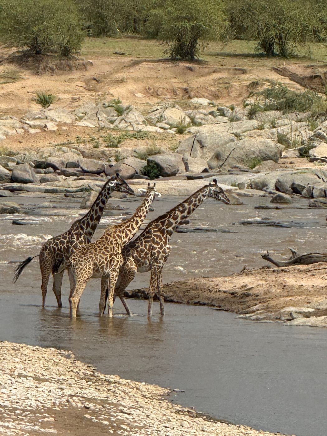 Safari, Tanzania